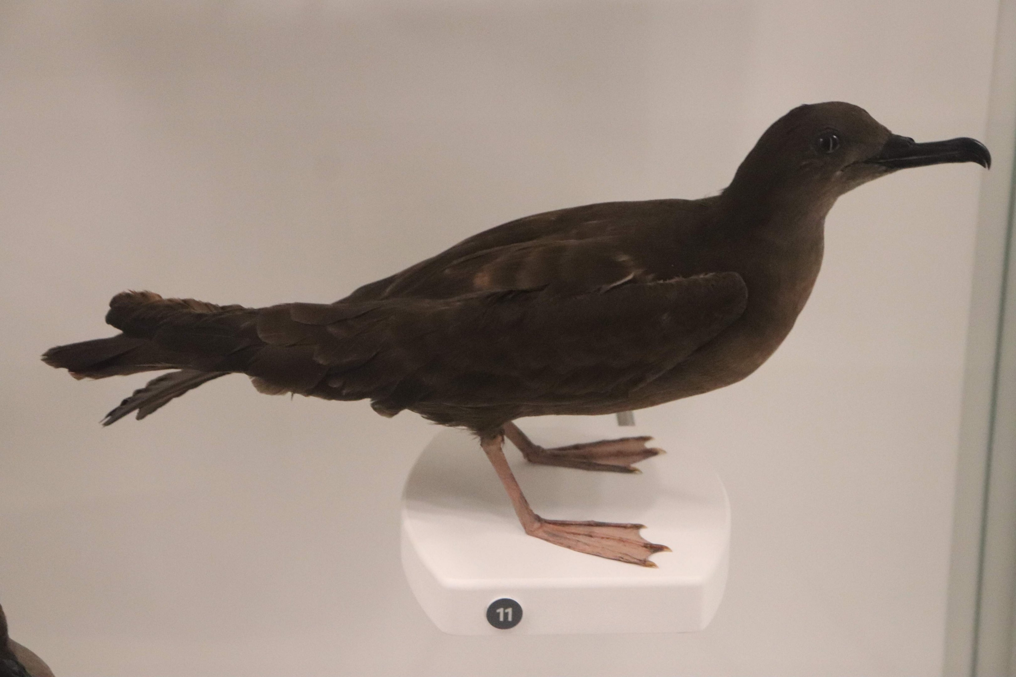 Wedge-tailed Shearwater (Ardenna pacifica)