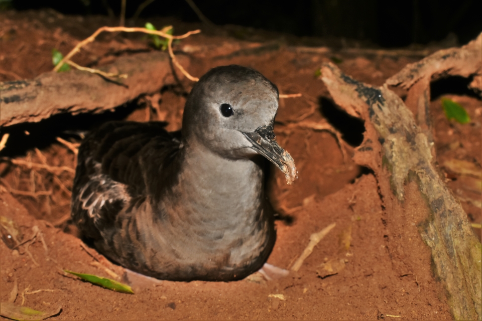 Wedge-tailed Shearwater, Puffinus pacificus