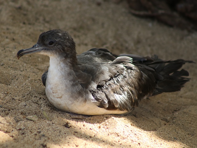 Wedge-tailed Shearwater