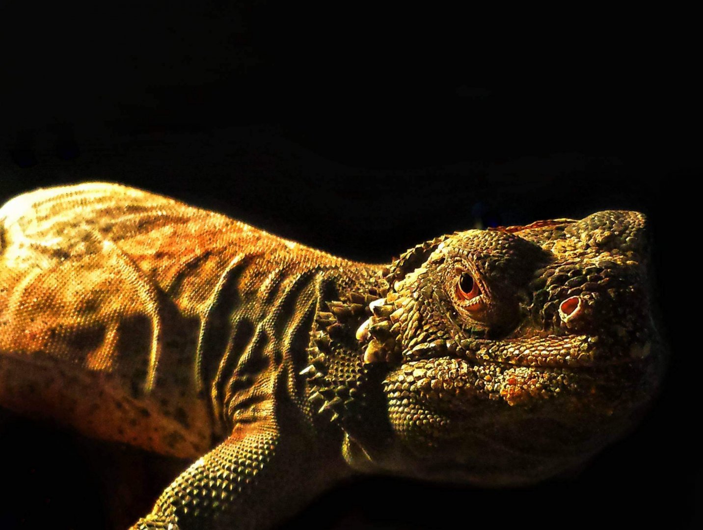 Wedge the Chuckwalla