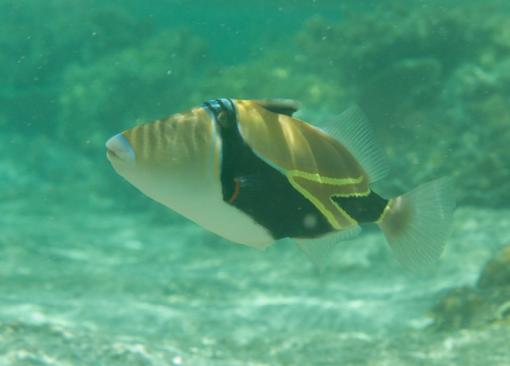 Wedge Triggerfish (Rhinecanthuis rectangulus)