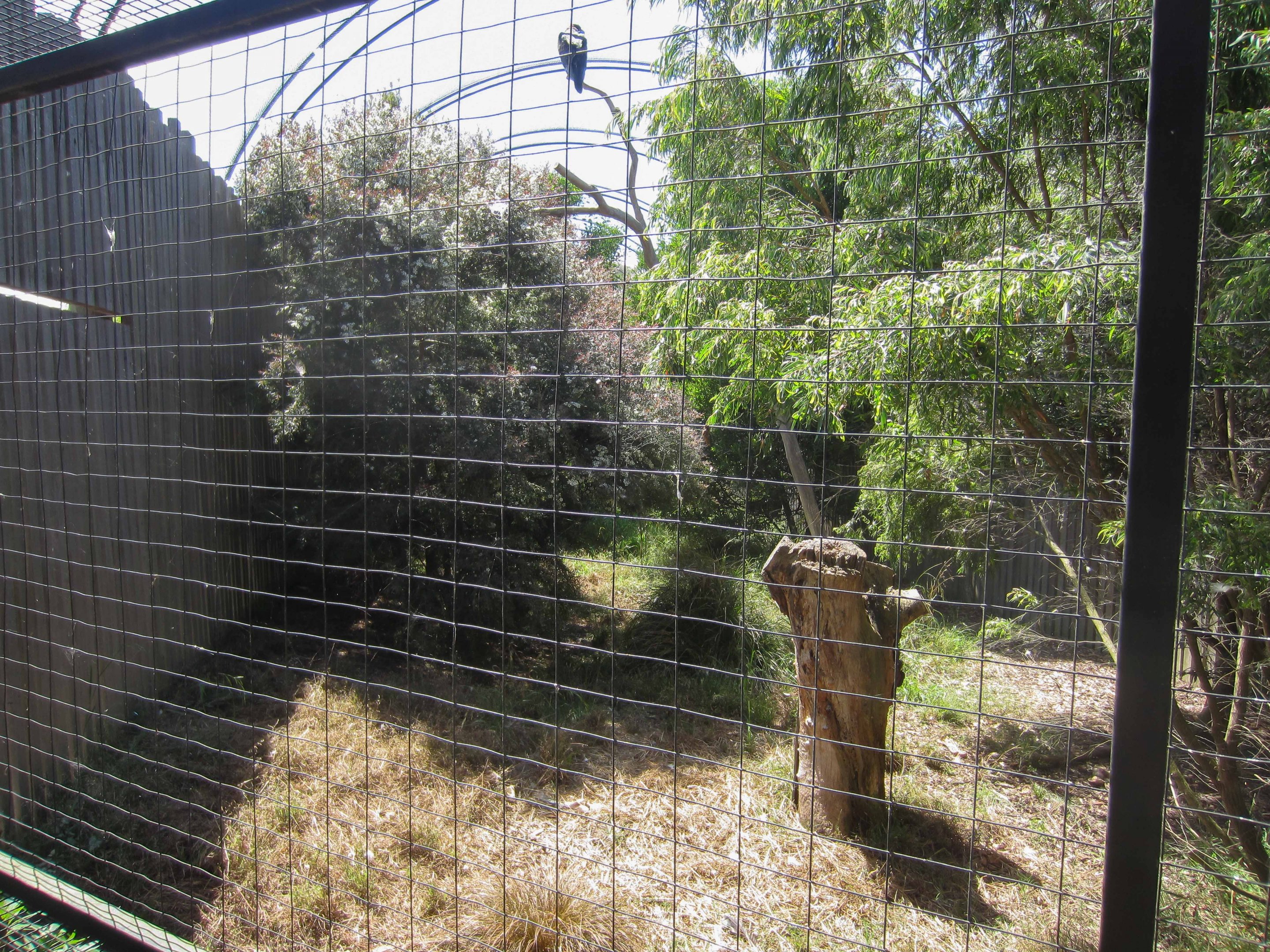 Wedgetail Eagle aviary interior
