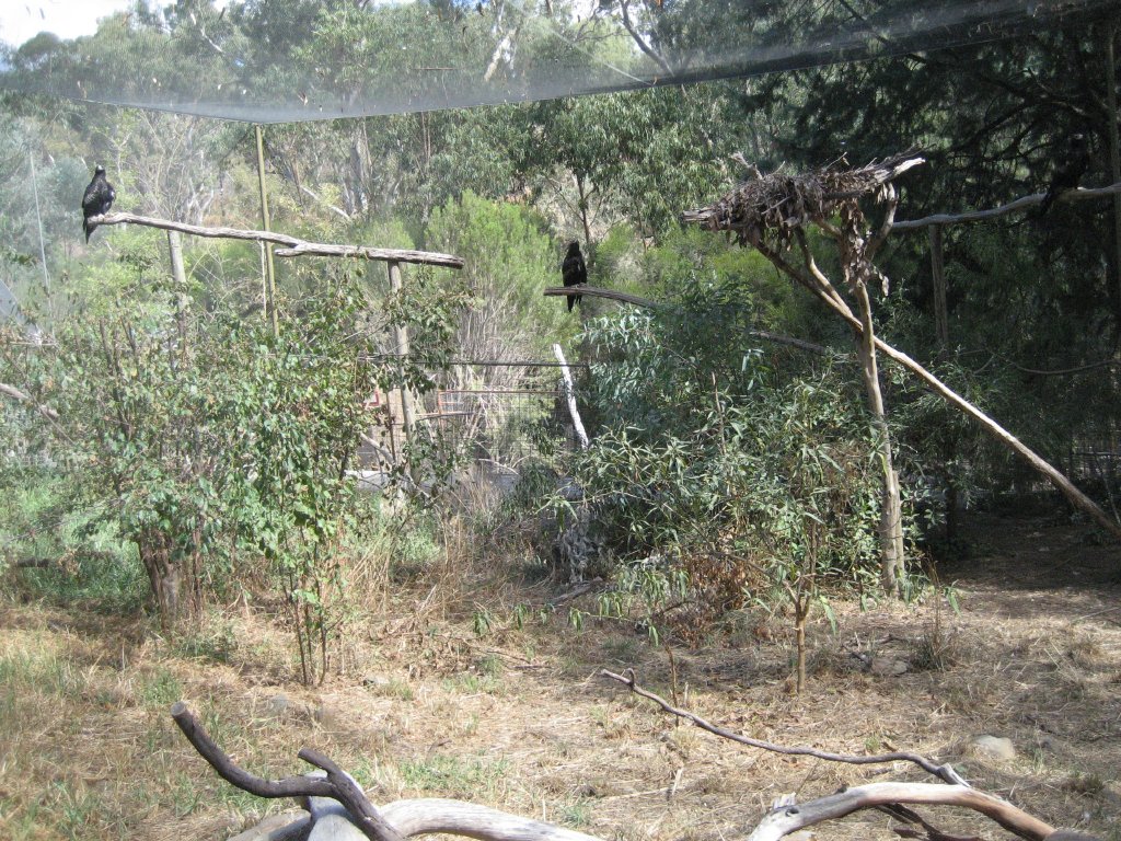 Wedgetail Eagle aviary