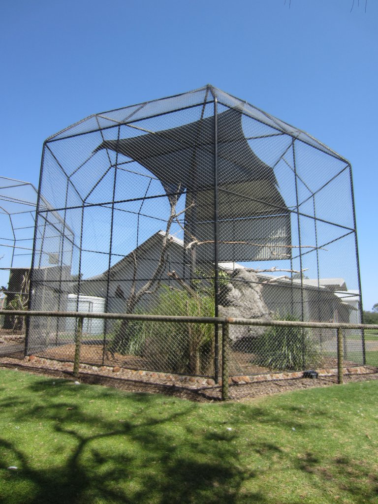 Wedgetail Eagle Aviary