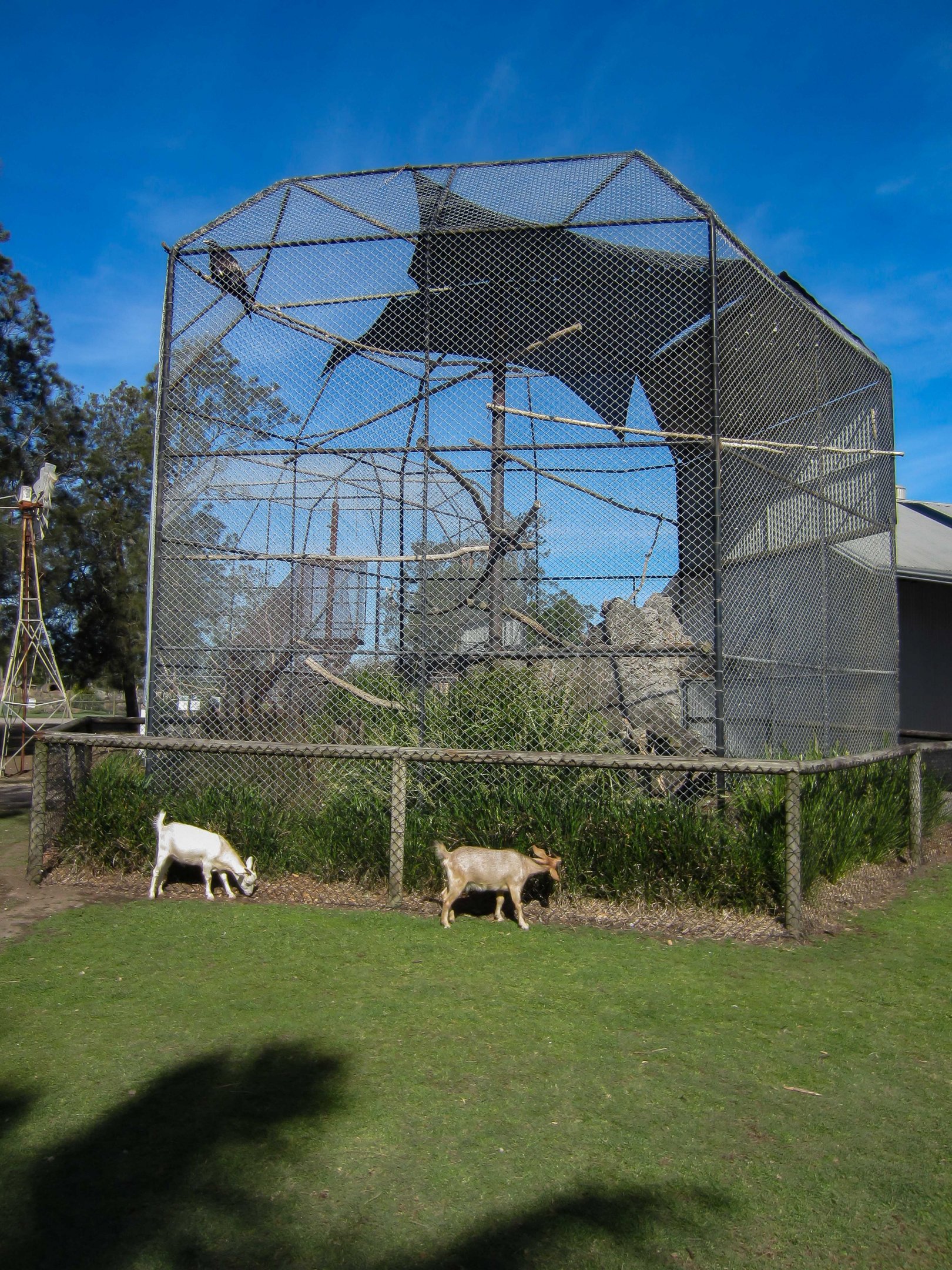 Wedgetail Eagle aviary