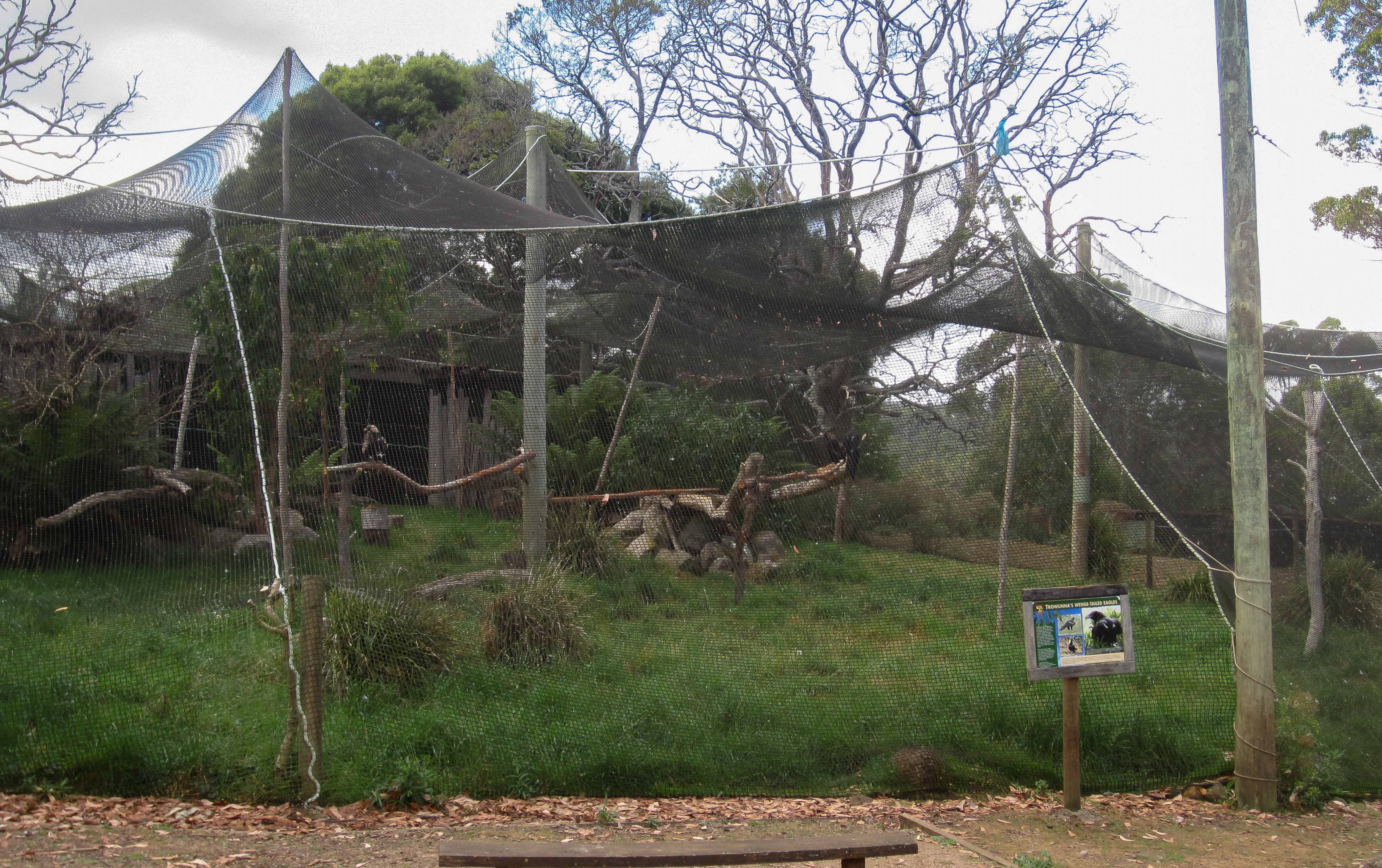 Wedgetail Eagle aviary