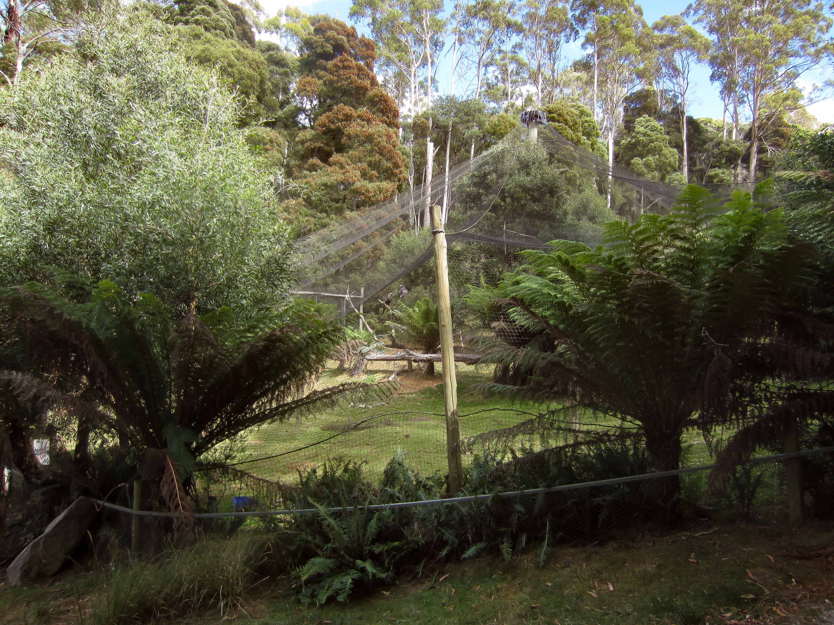WEdgetail Eagle Aviary