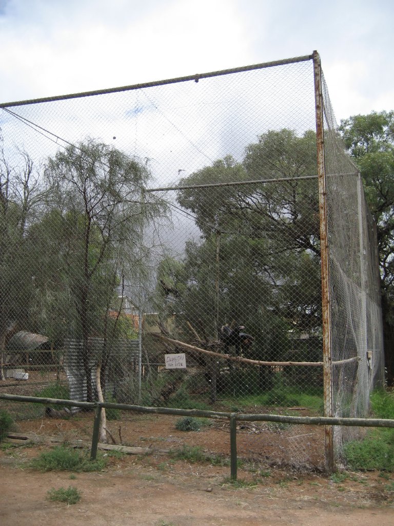 Wedgetail Eagle Aviary