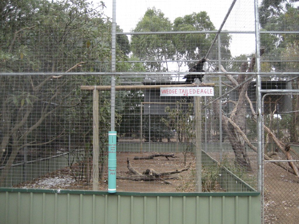 Wedgetail Eagle aviary