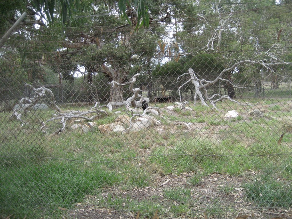Wedgetail Eagle enclosure