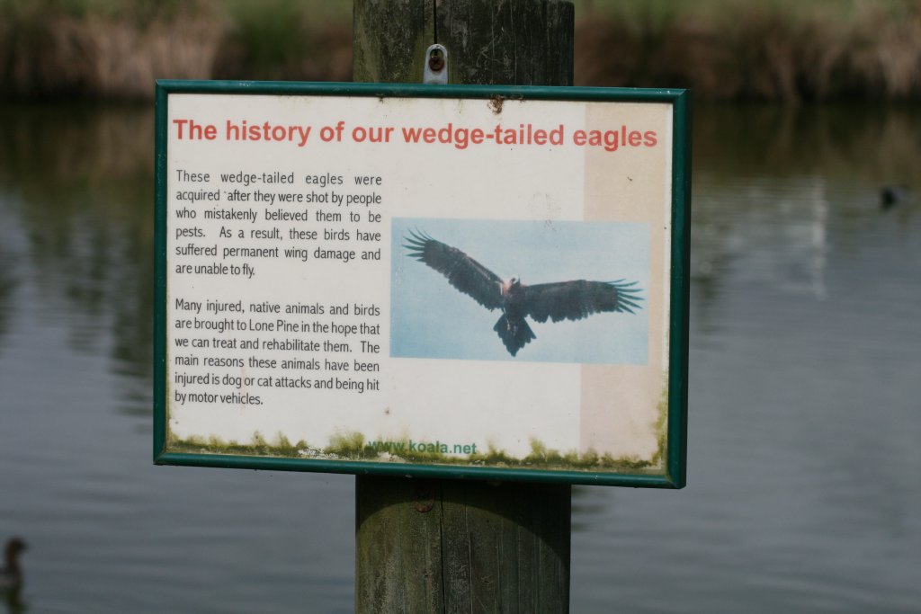 Wedgetail Eagle graphic