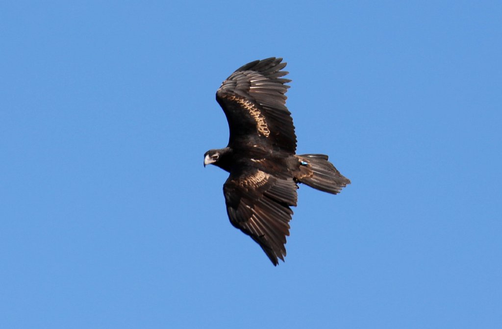 Wedgetail Eagle in Free-flight Bird Show