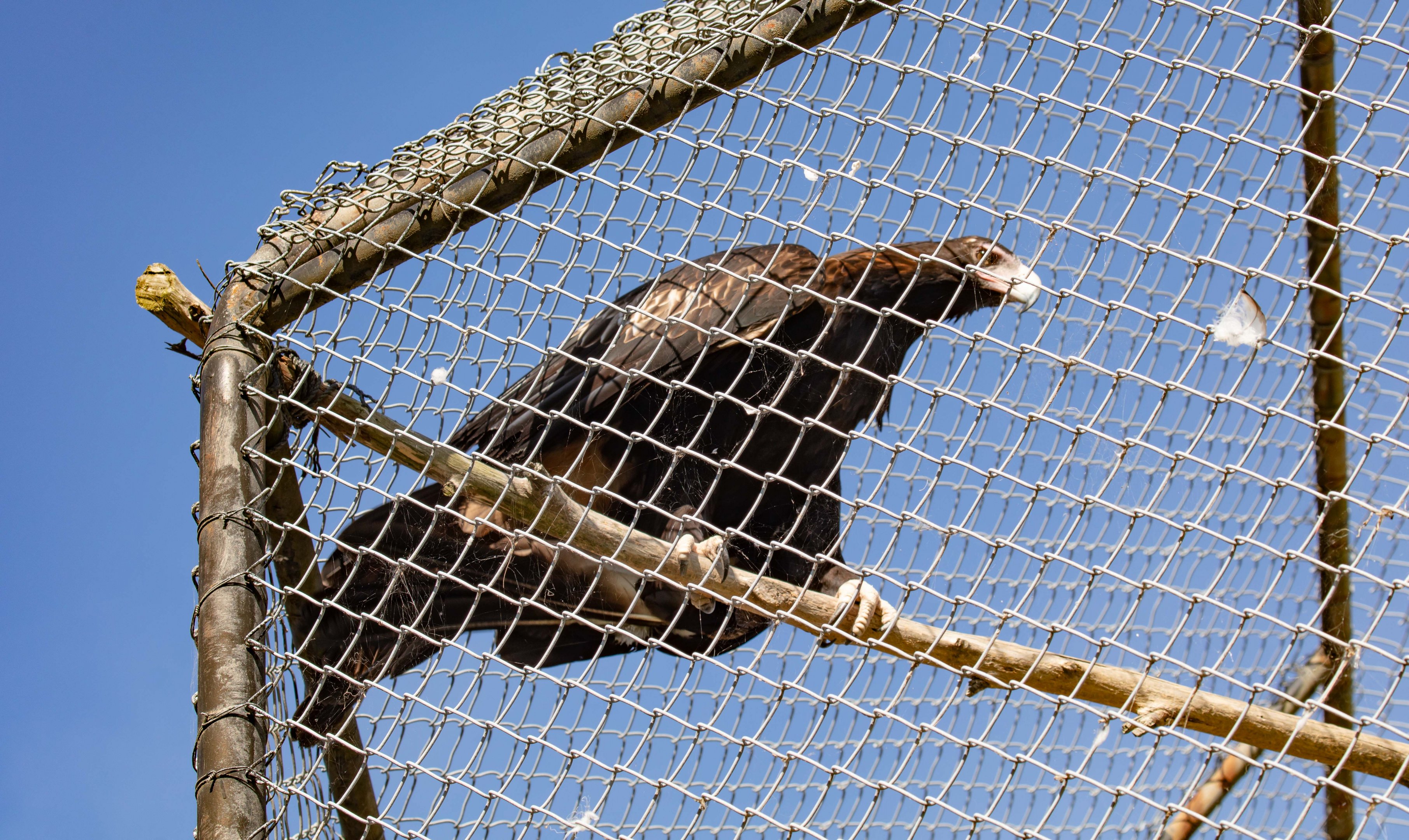Wedgetail Eagle "Tweety"