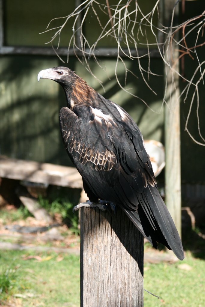 Wedgetail Eagle