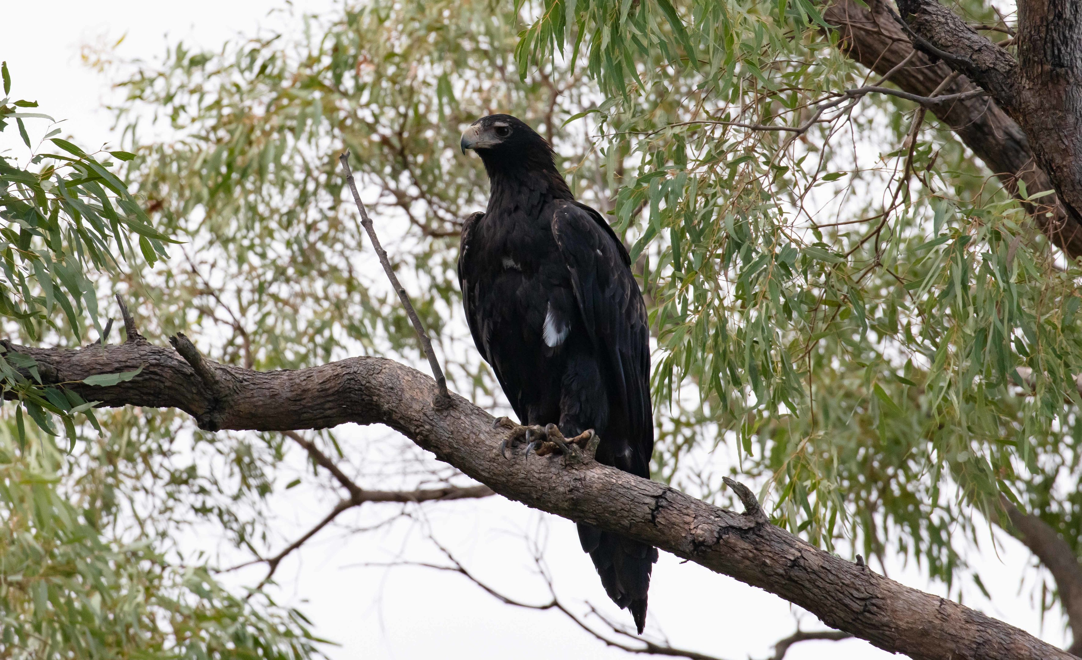 Wedgetail Eagle