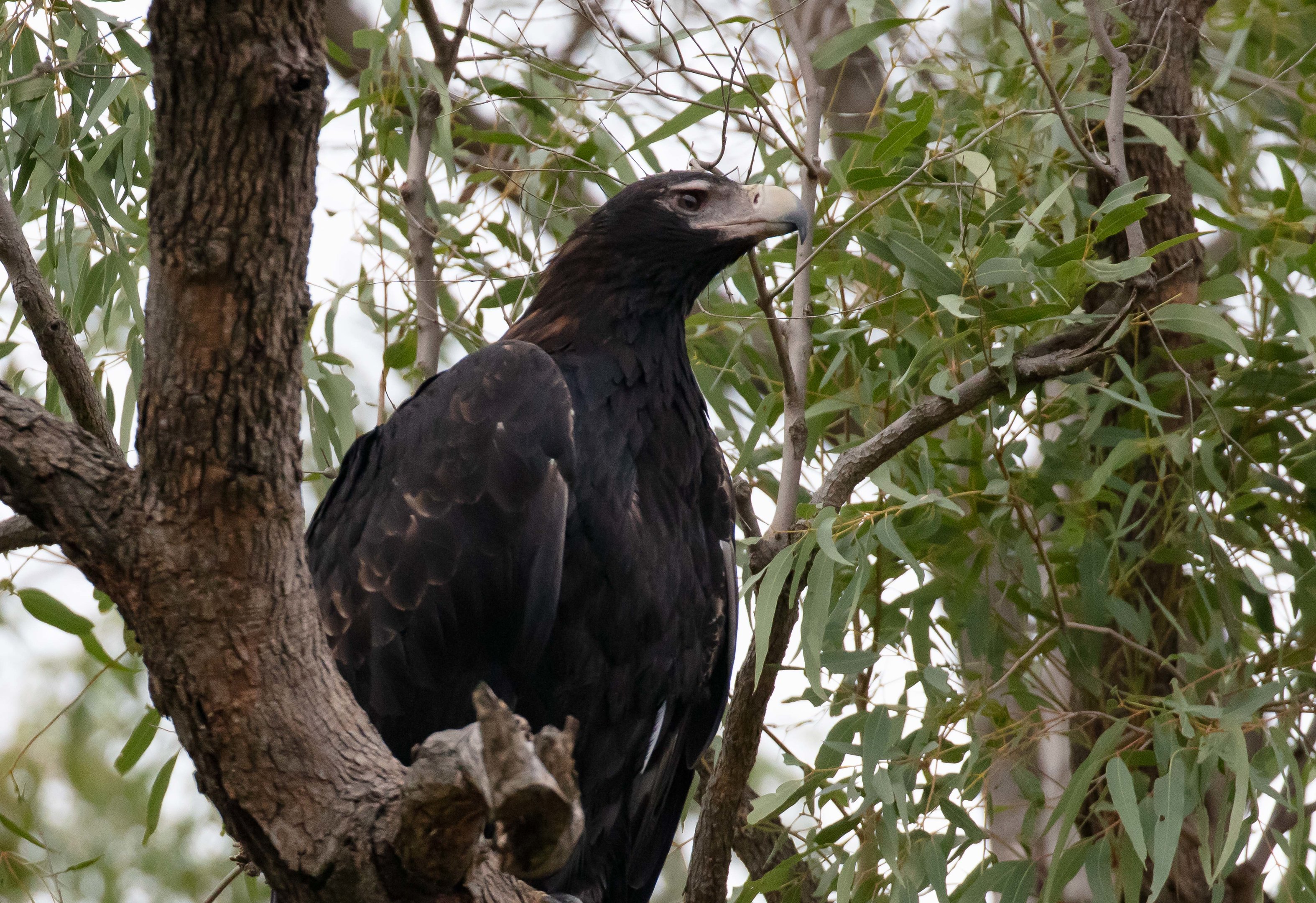 Wedgetail Eagle
