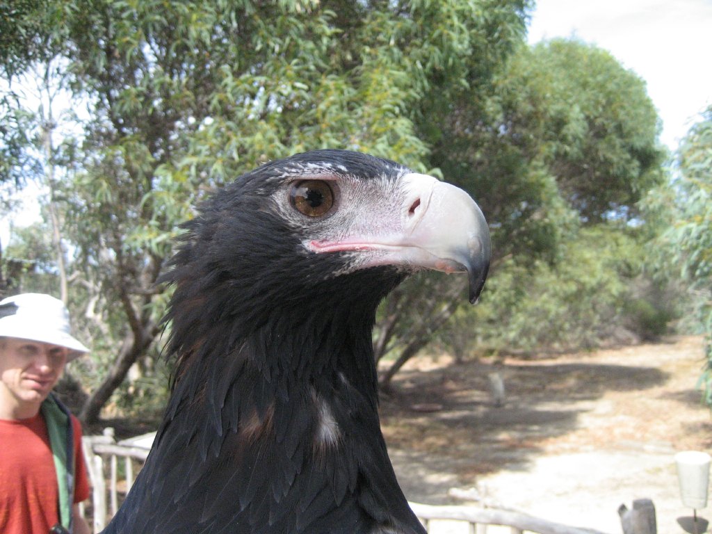 Wedgetail Eagle