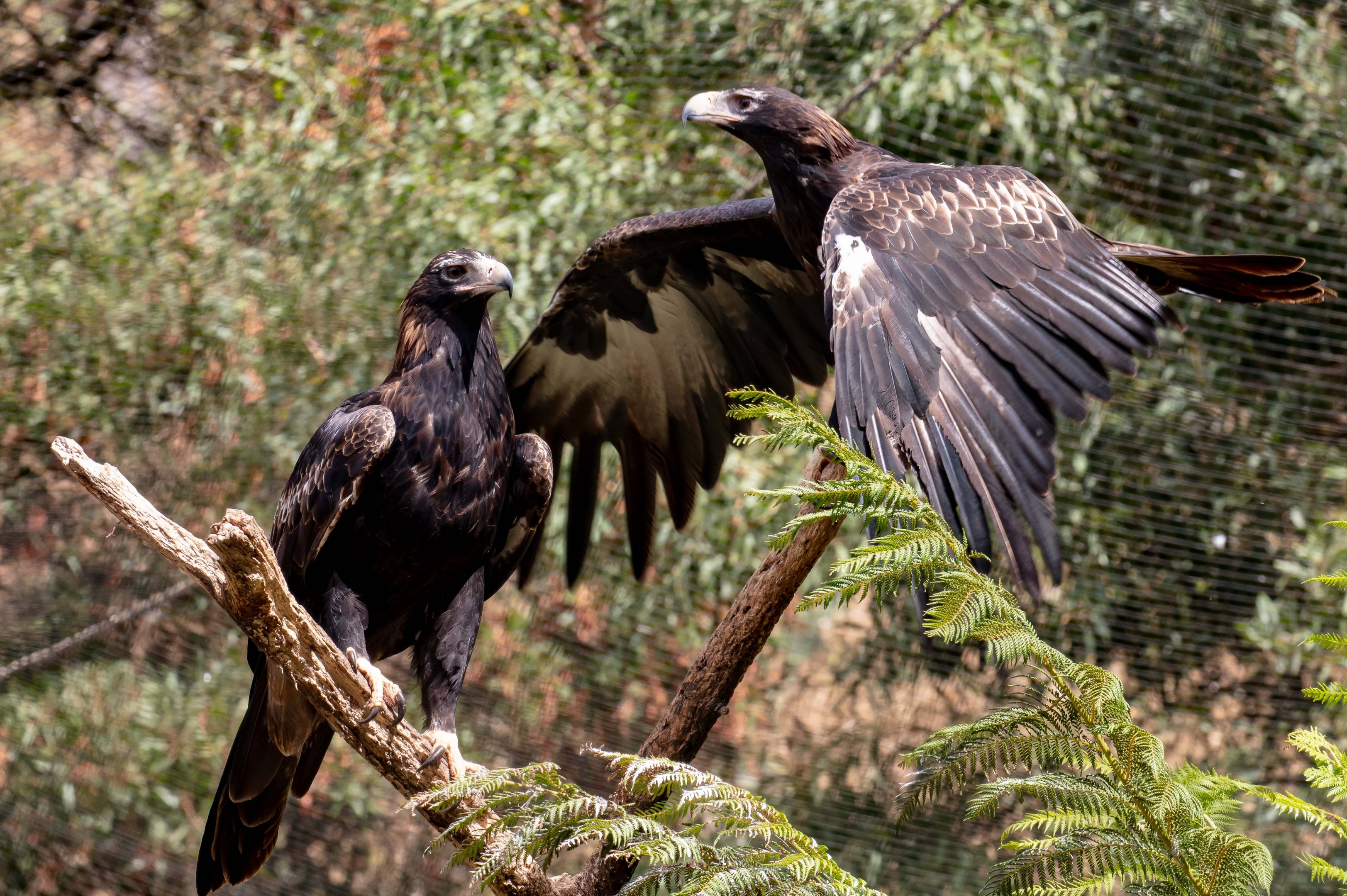 Wedgetail Eagles
