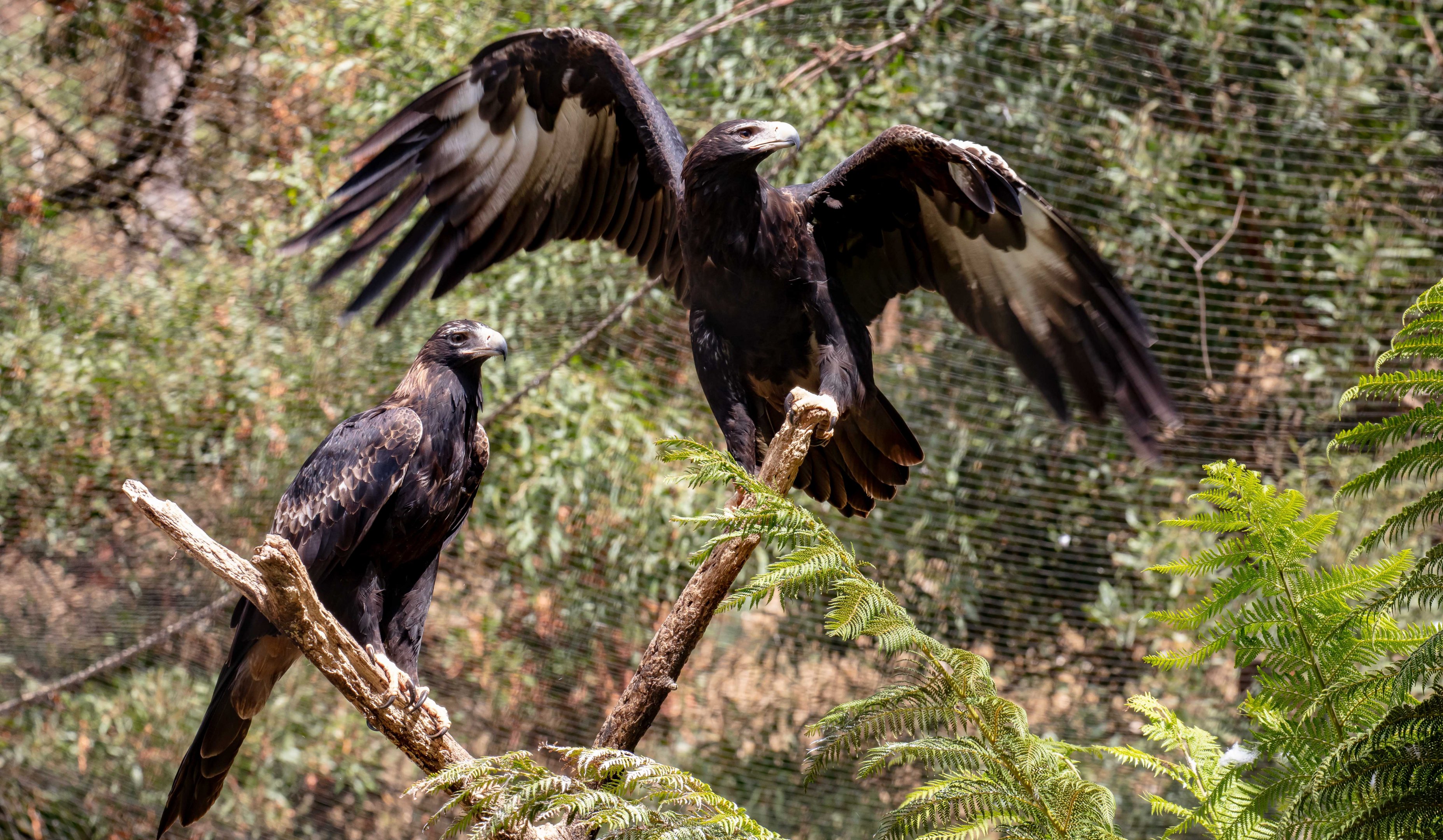 Wedgetail Eagles