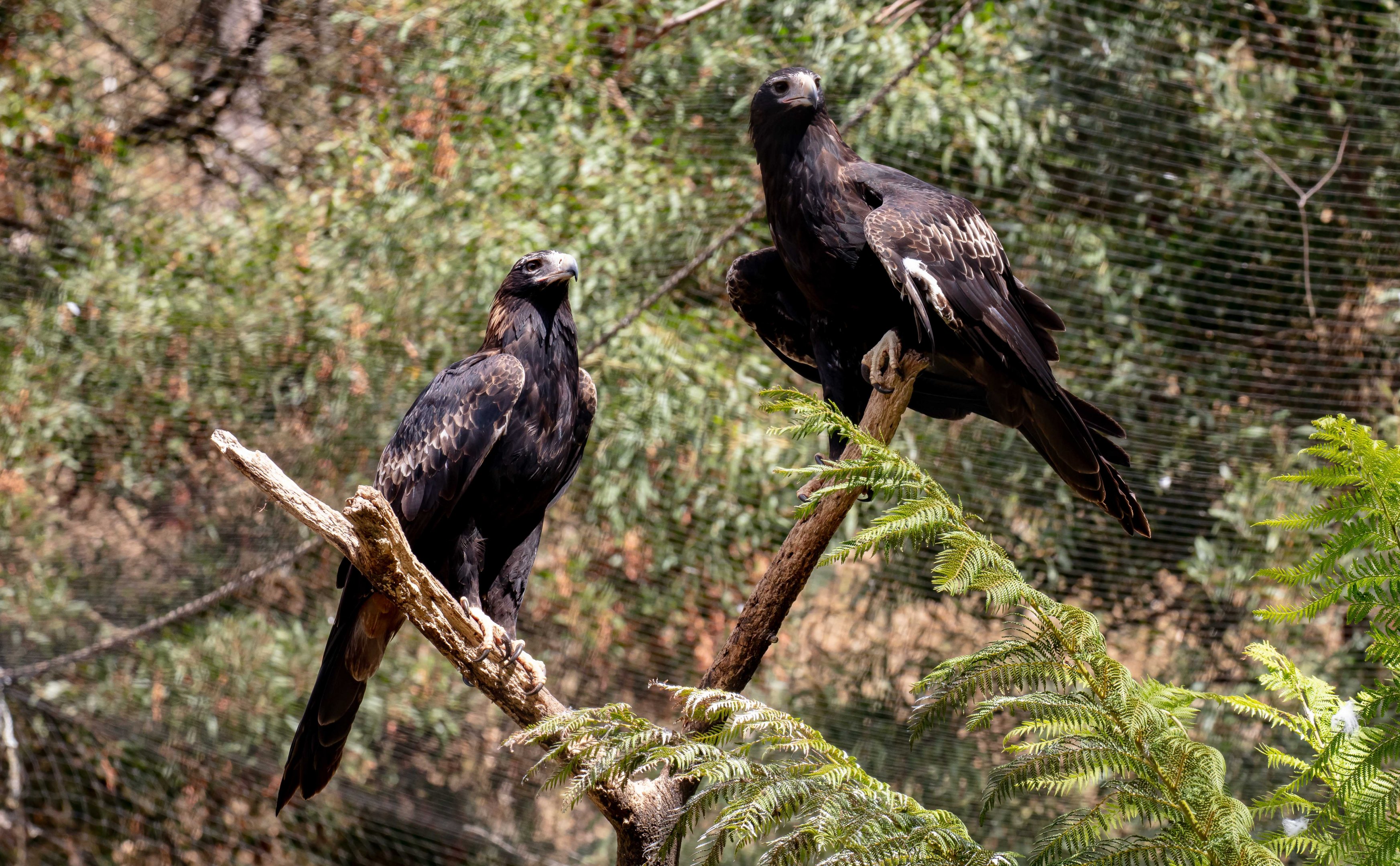 Wedgetail Eagles