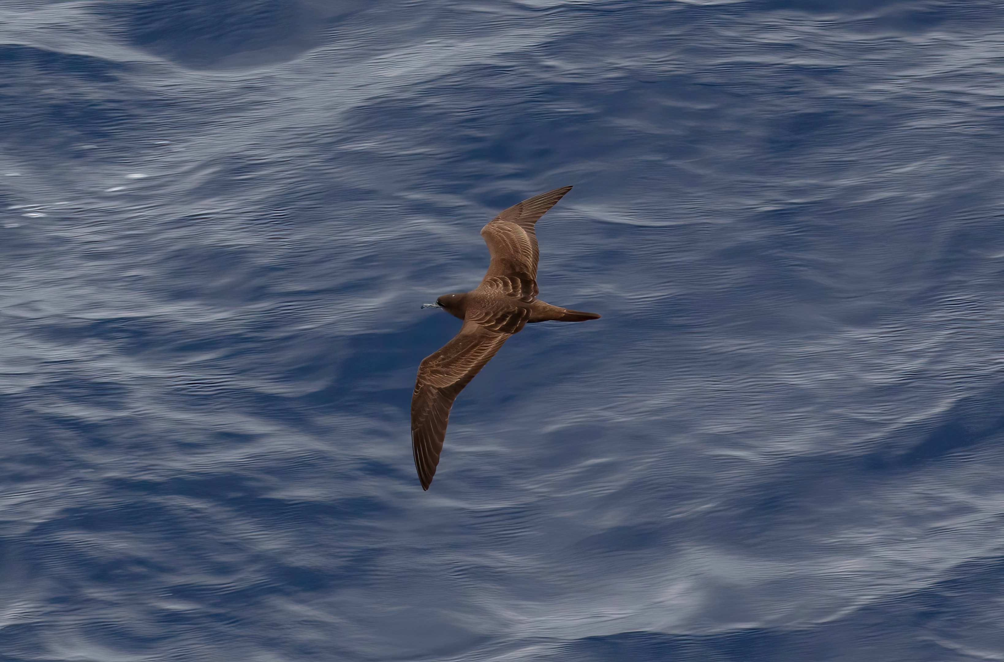 Wedgetail Shearwater