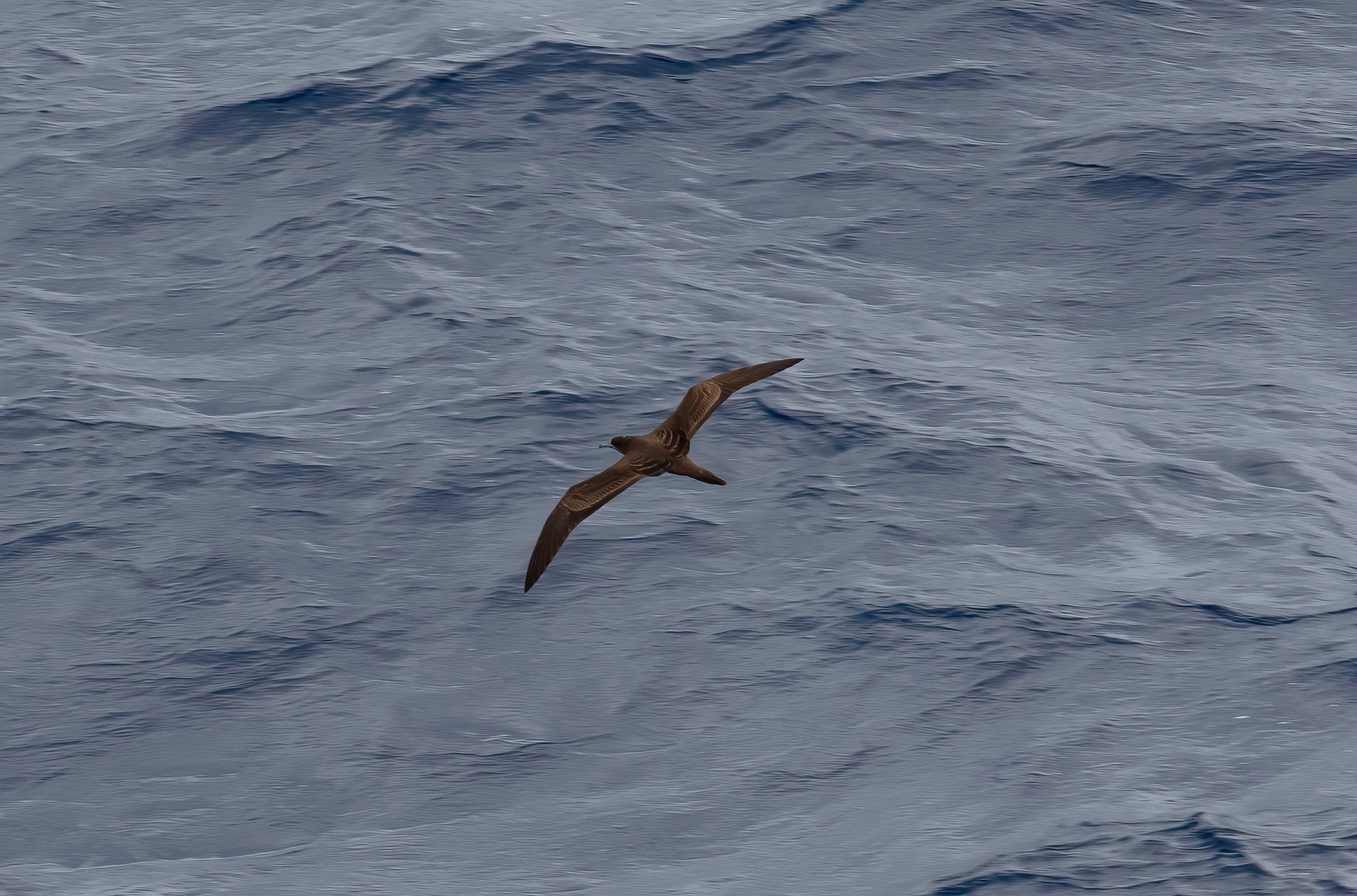 Wedgetail Shearwater