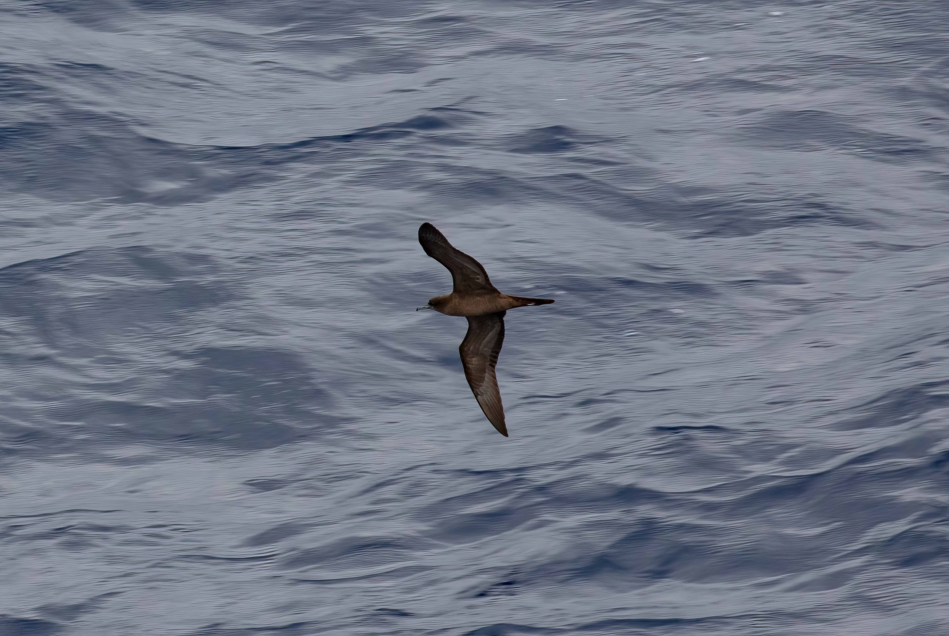 Wedgetail Shearwater