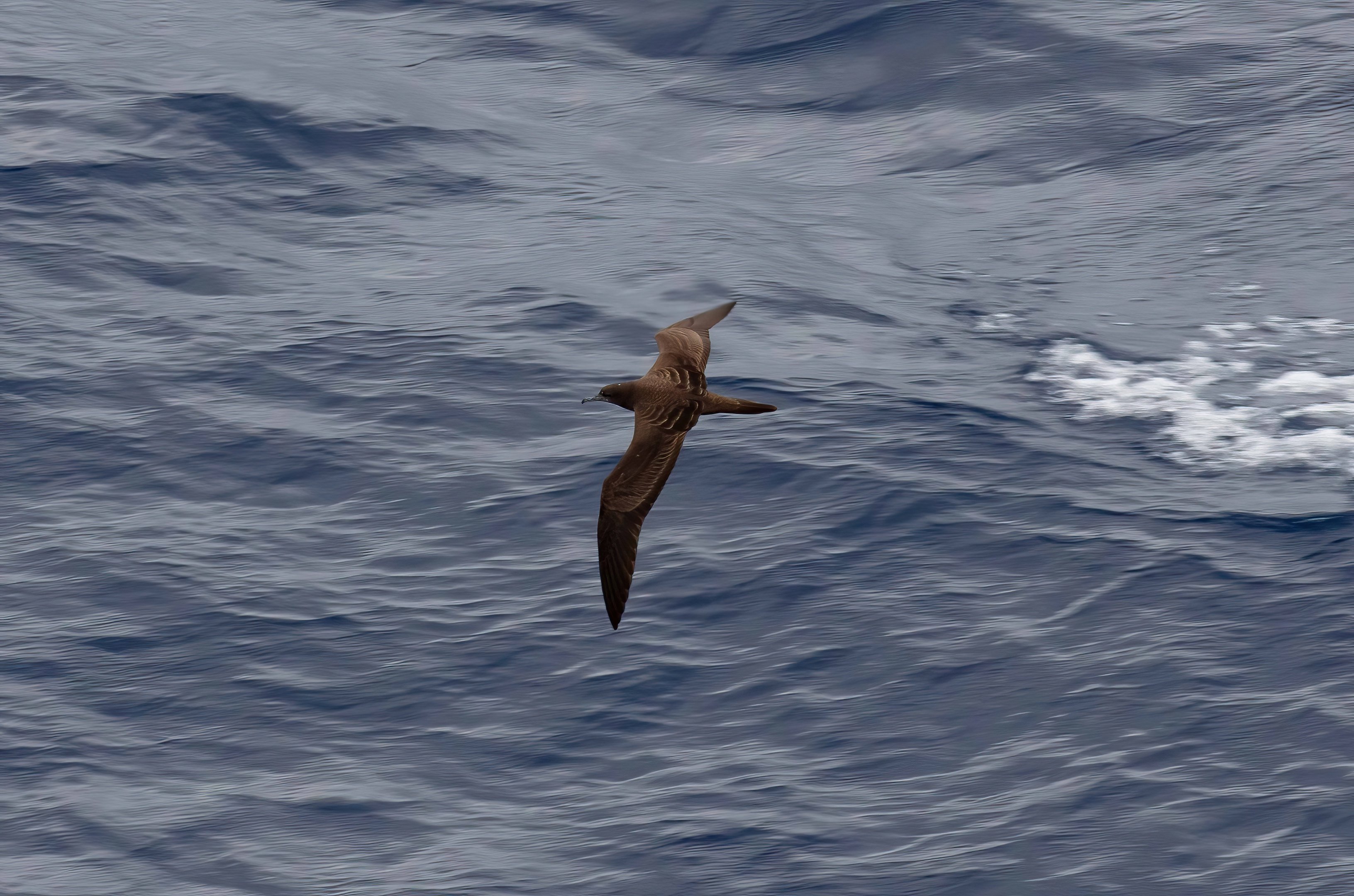 Wedgetail Shearwater