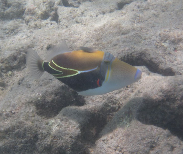 Wedgetail Triggerfish (Rhinecanthus rectangulus)