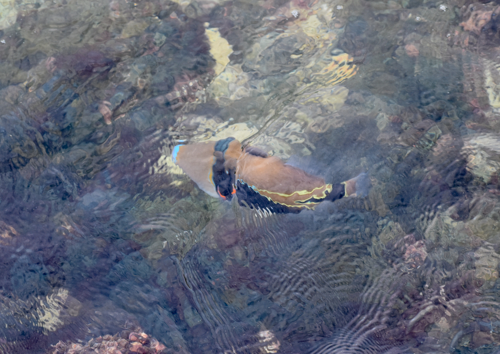 Wedgetail Triggerfish, Rhinecanthus rectangulus