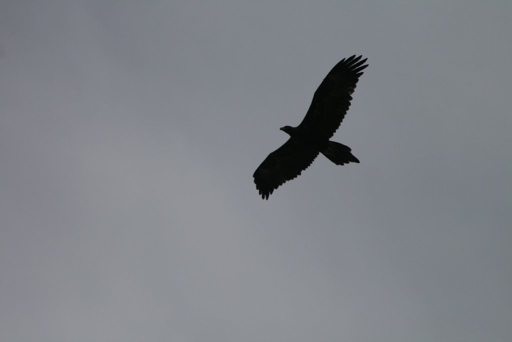 Wedgetailed Eagle