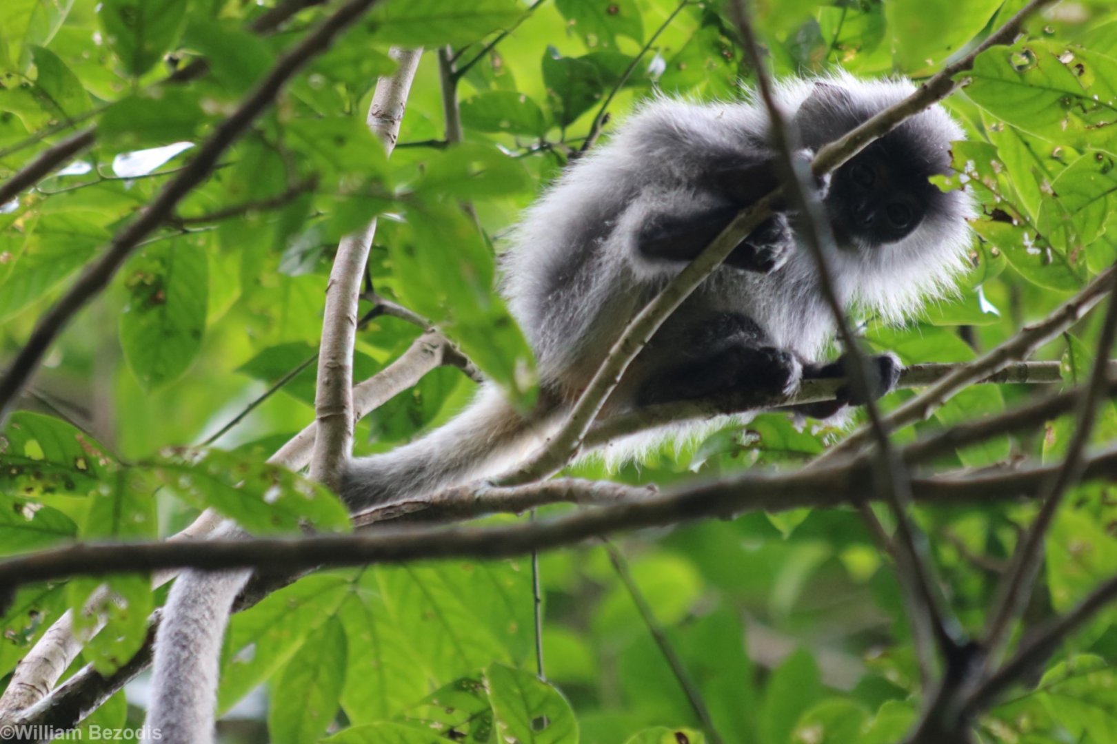 Wee Baby Annamese Silvered Langur - Cat Tien