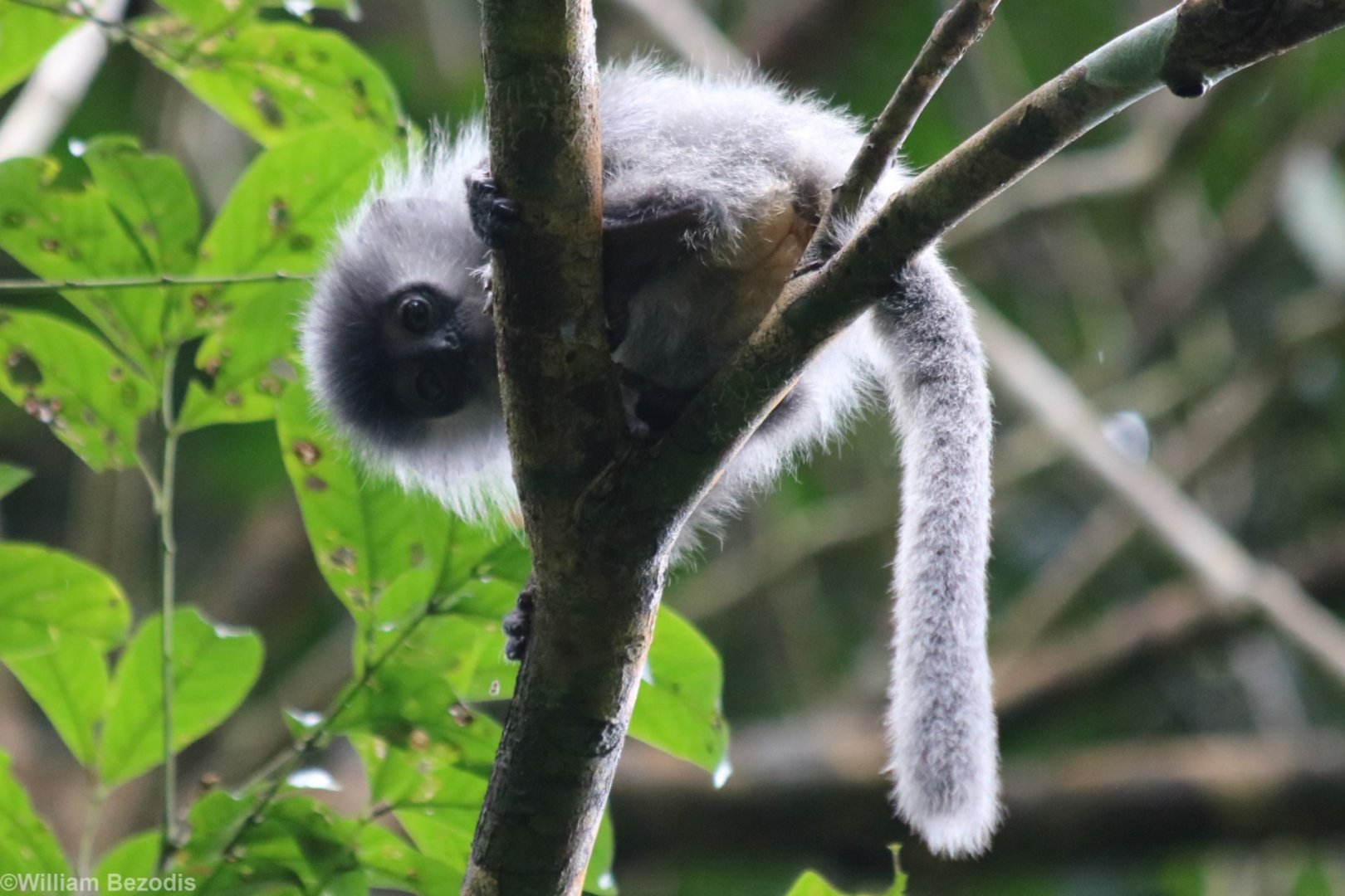 Wee Baby Annamese Silvered Langur - Cat Tien