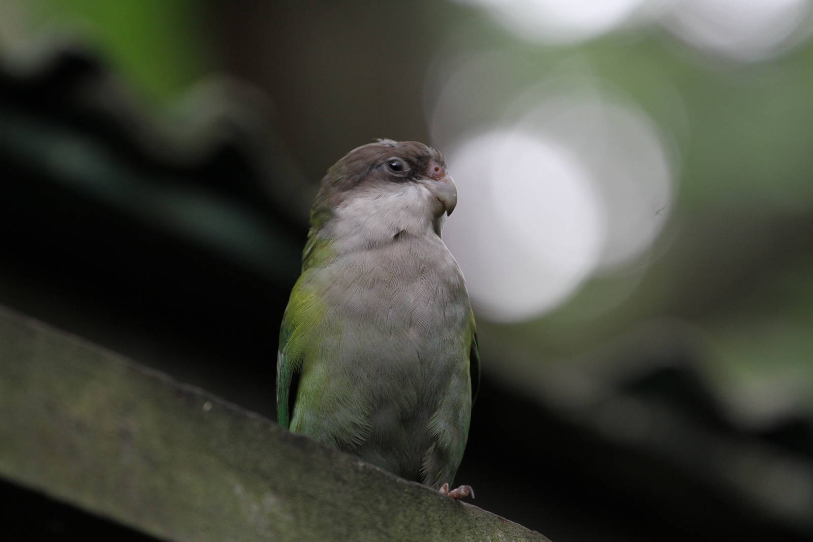 Wee Parrot ID Please