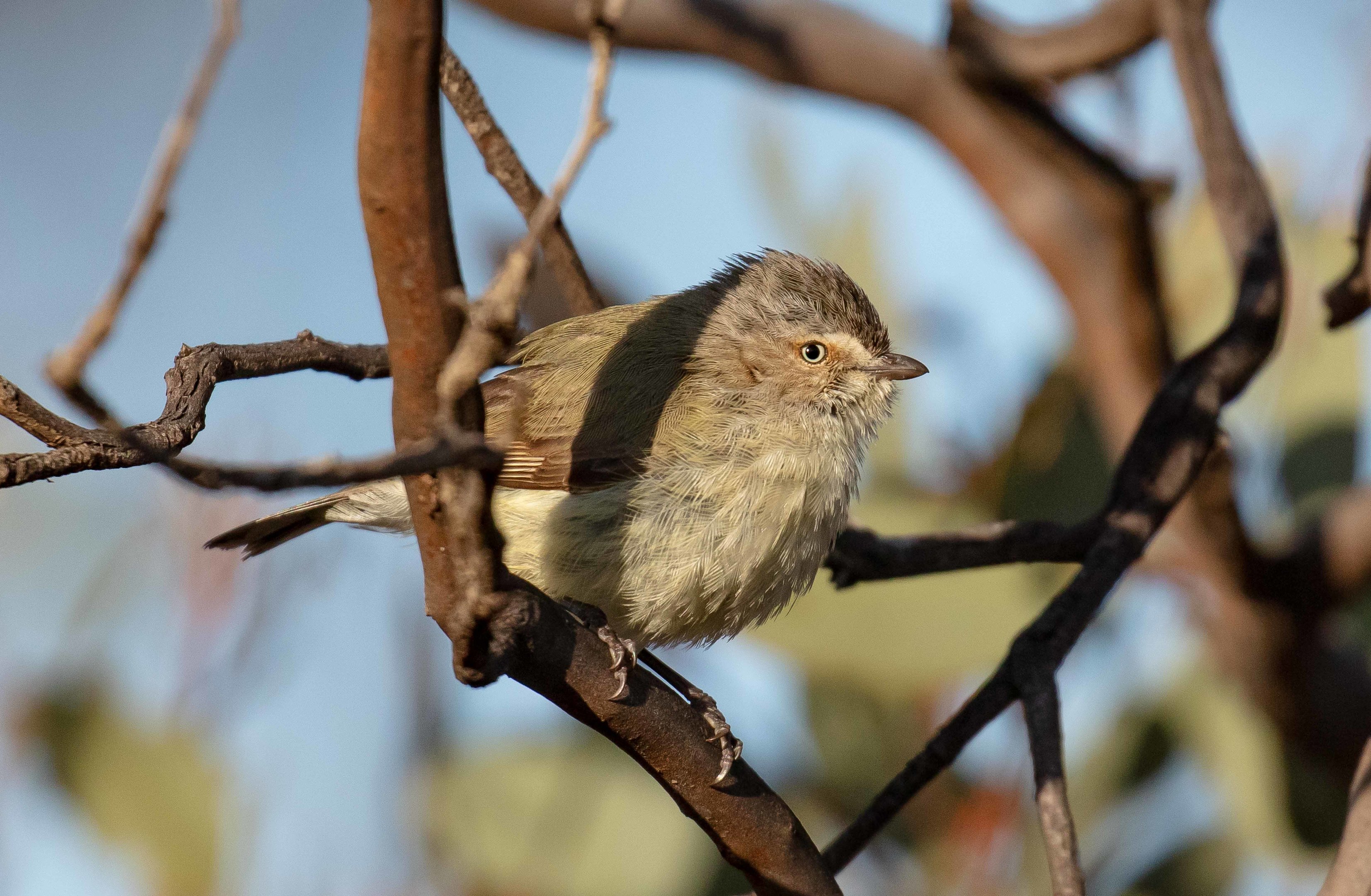 Weebill