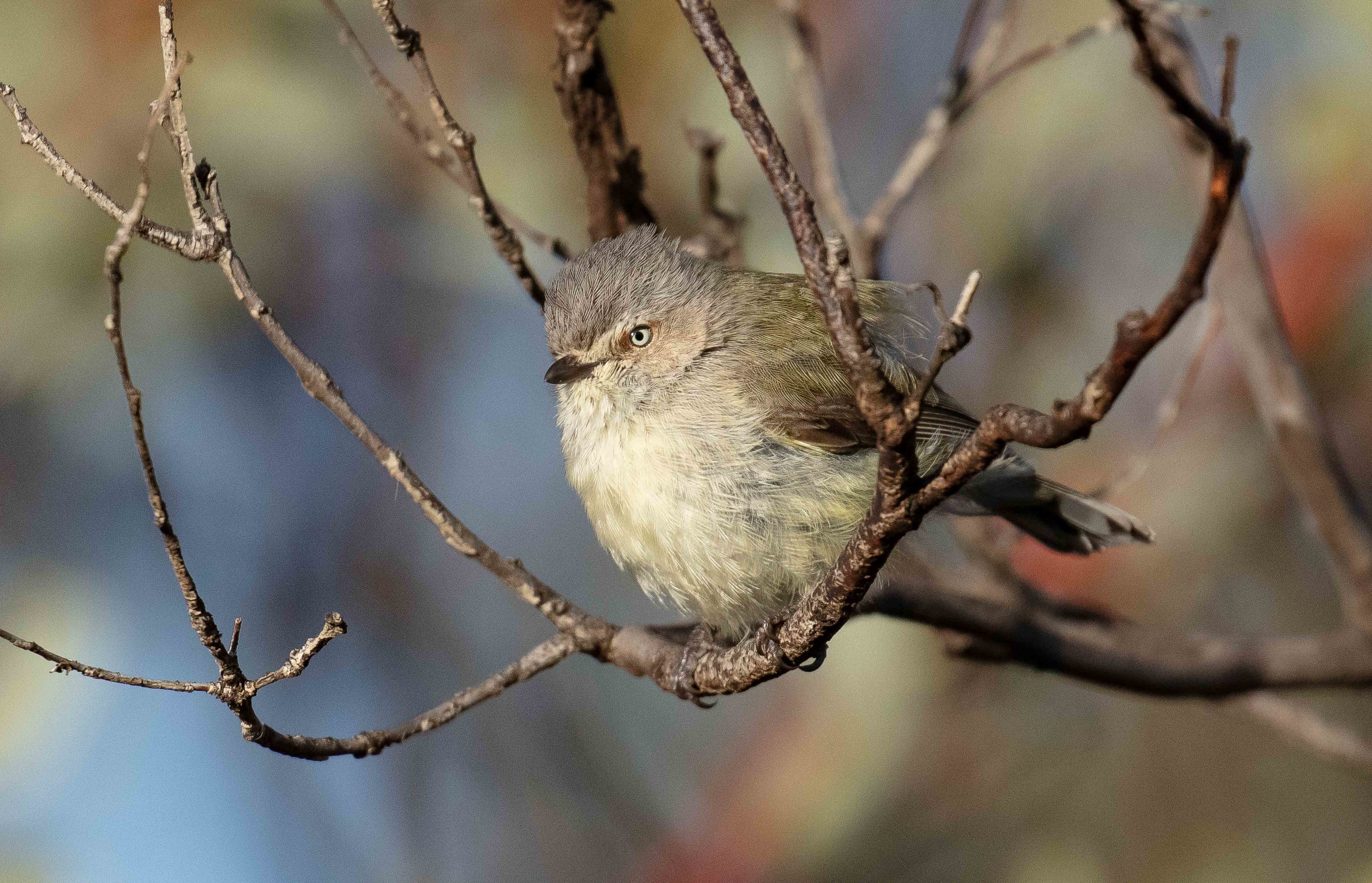 Weebill