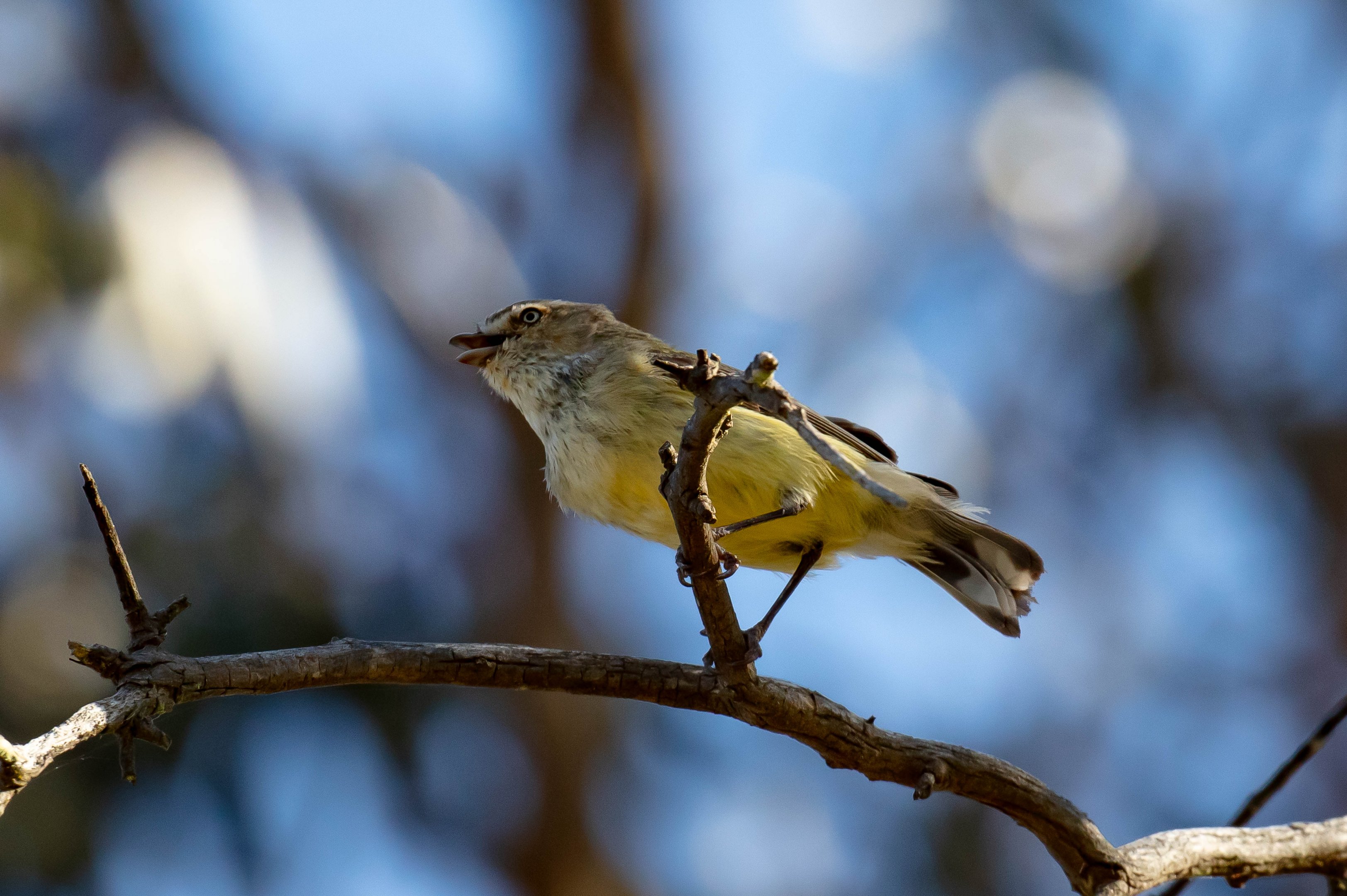 Weebill