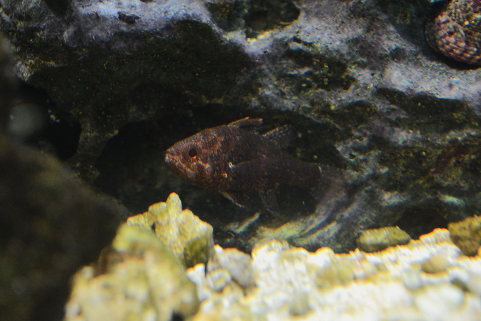 Weedy cardinalfish (Foa fo)