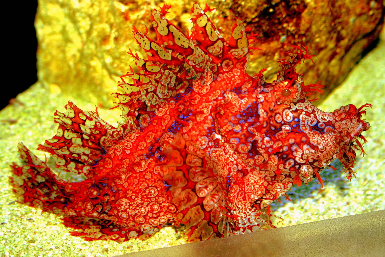 Weedy scorpionfish; Berlin Zoo Aquarium; 10th June 2014
