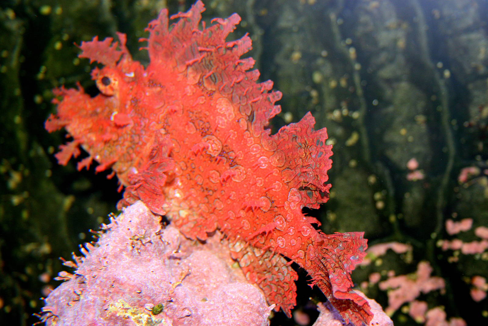 Weedy scorpionfish; Cologne; 24th May 2011