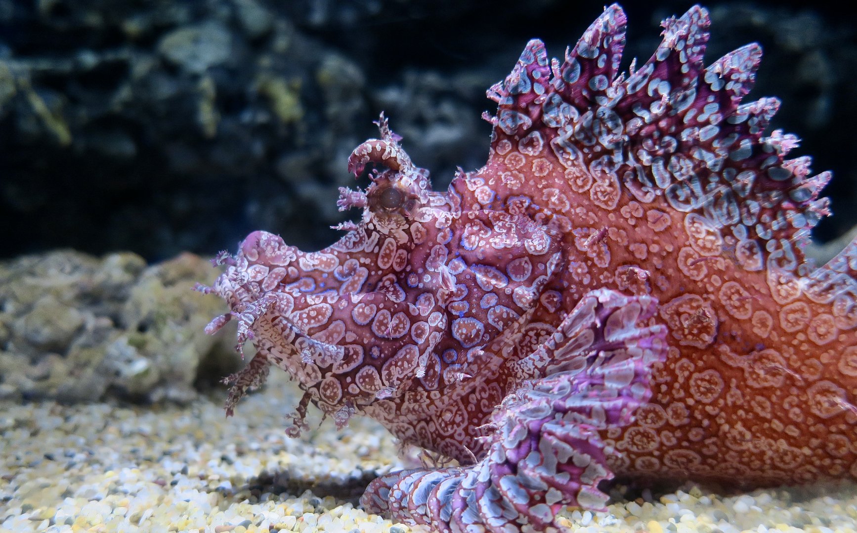Weedy Scorpionfish (Rhinopias frondosa) - Xpark