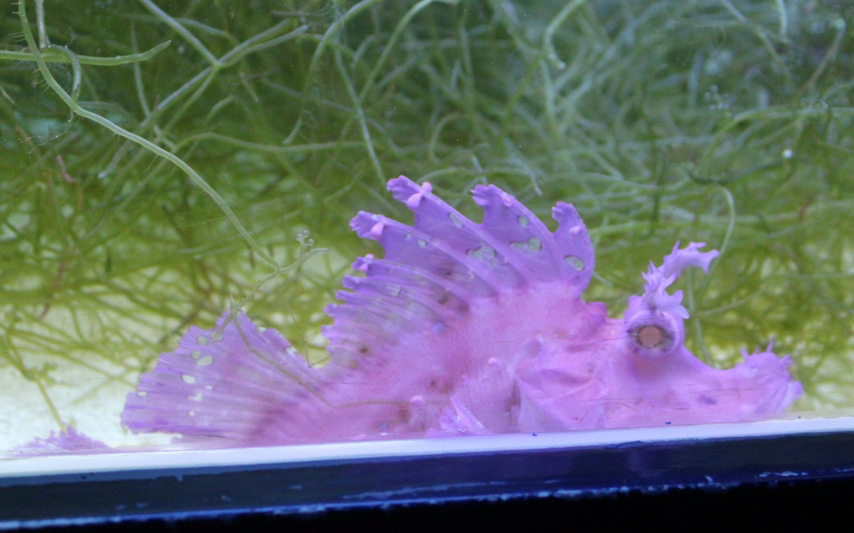 Weedy scorpionfish - Rhinopias frondosa