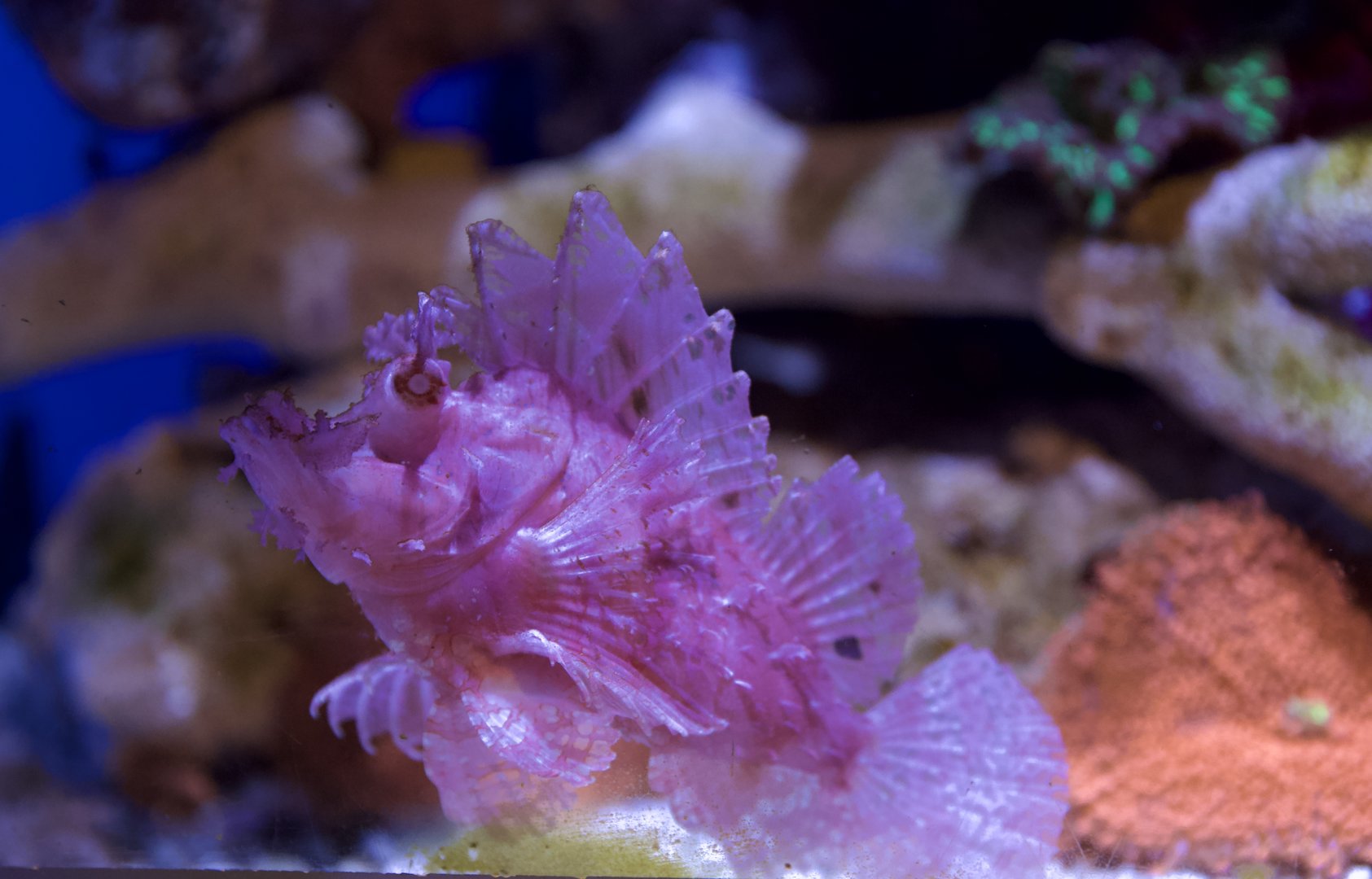 Weedy scorpionfish/ Rhinopias frondosa