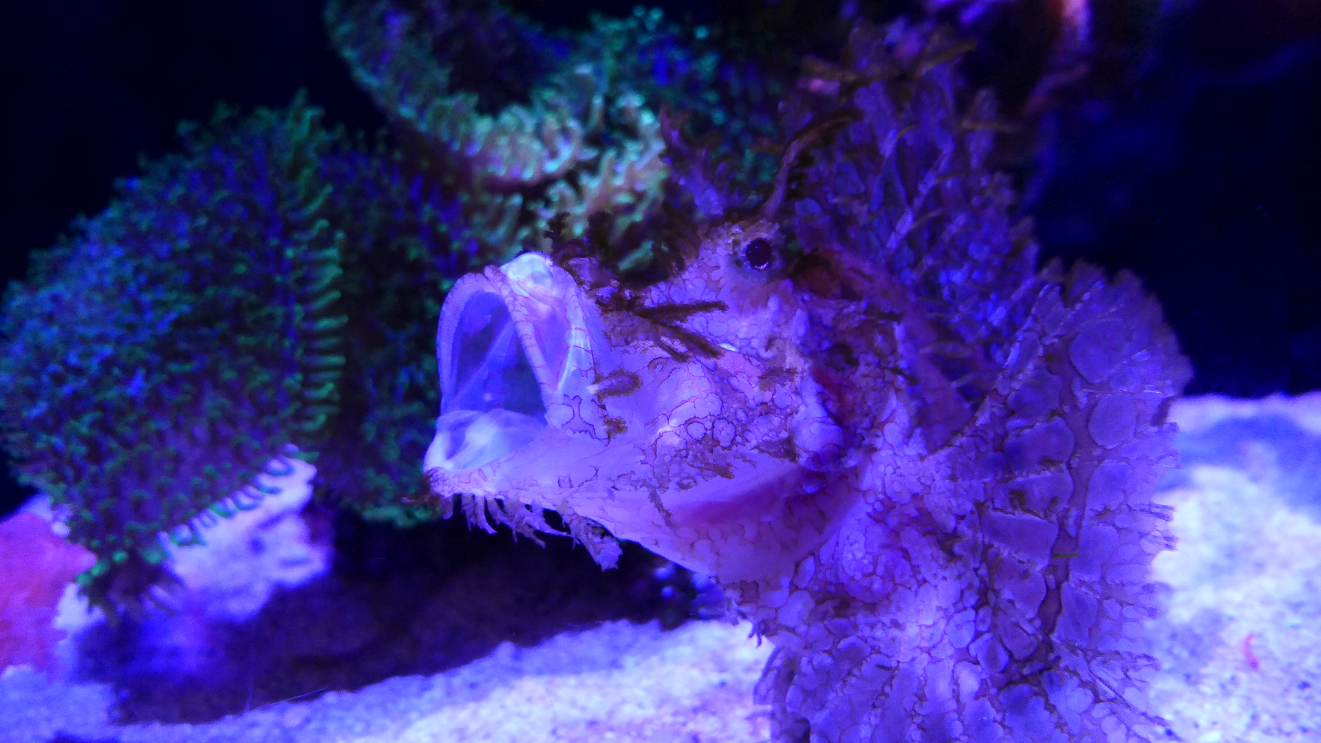 Weedy Scorpionfish (Rhinopias frondosa)