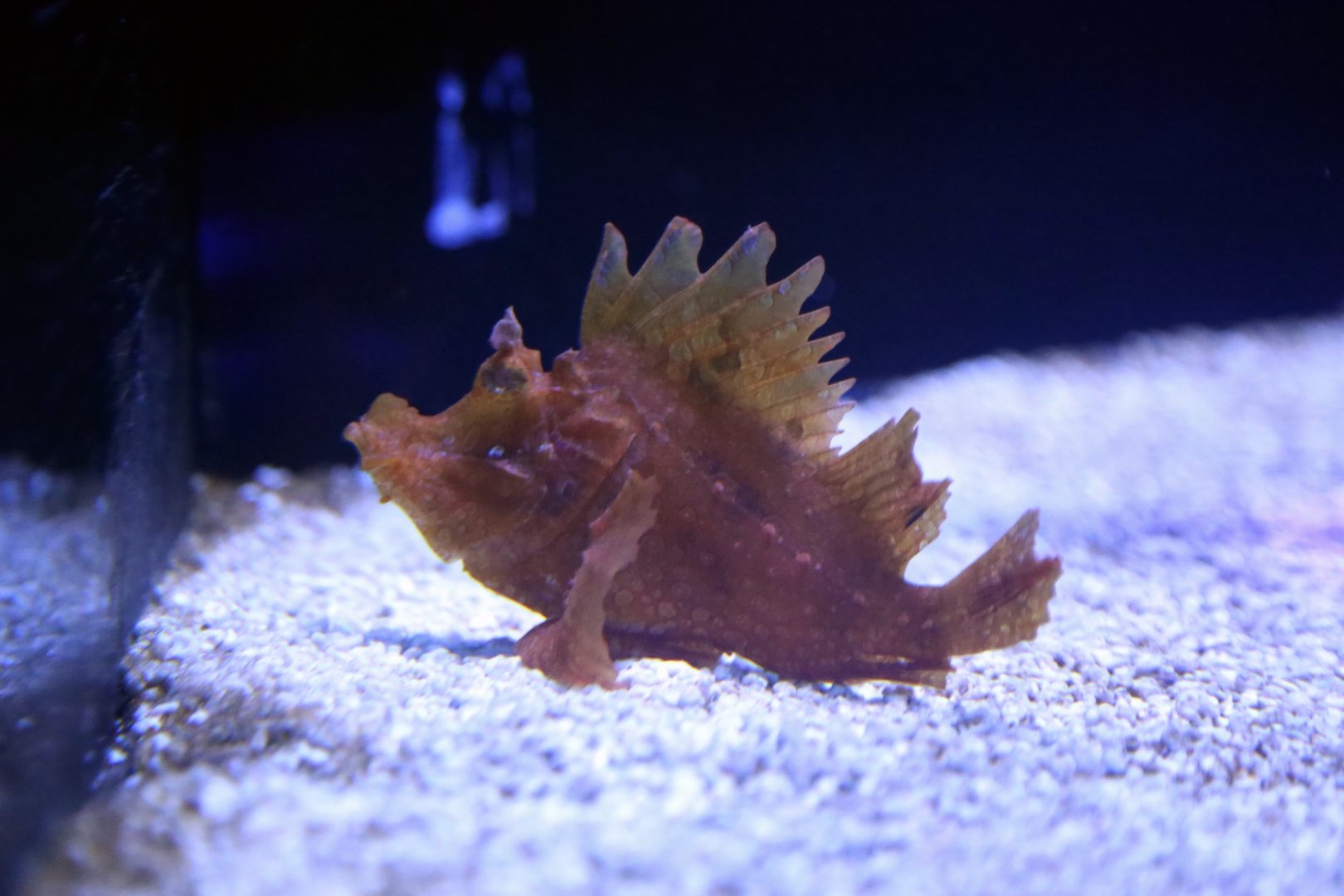 Weedy Scorpionfish (Rhinopias frondosa)