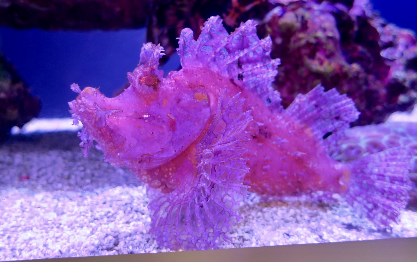 Weedy Scorpionfish (Rhinopias frondosa)