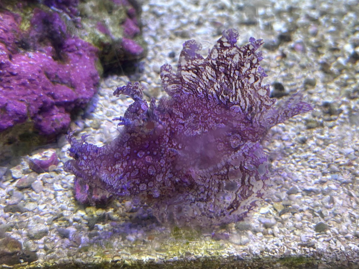 Weedy scorpionfish (Rhinopias frondosa)