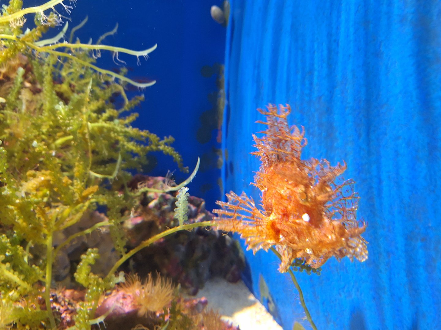 Weedy scorpionfish (Rhinopias frondosa)