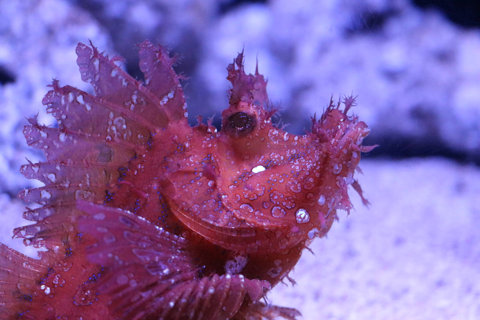 Weedy scorpionfish - Sumida Aquarium, February 2016