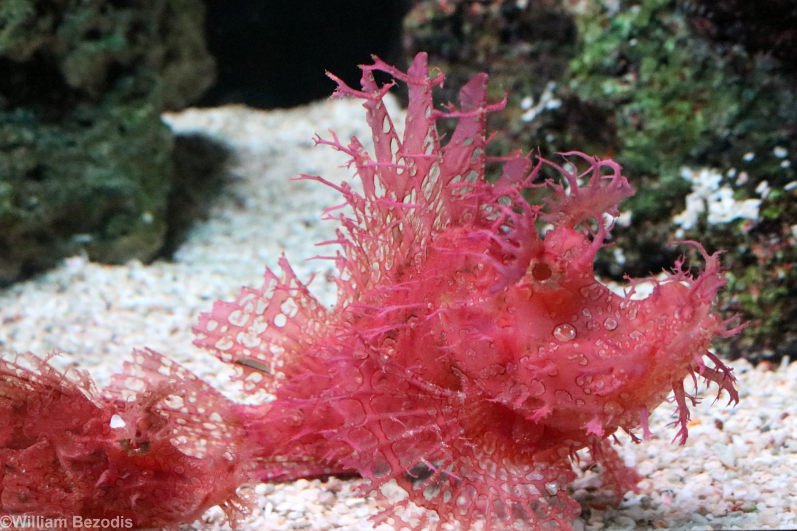 Weedy Scorpionfish